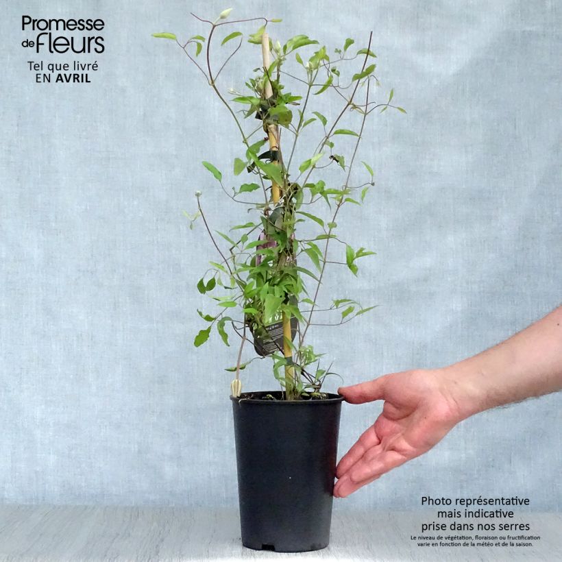 Exemplaar van Clematis patens Isabella Zo12220 - Bosrank Pot van 2 l/3 l zoals geleverd in de lente