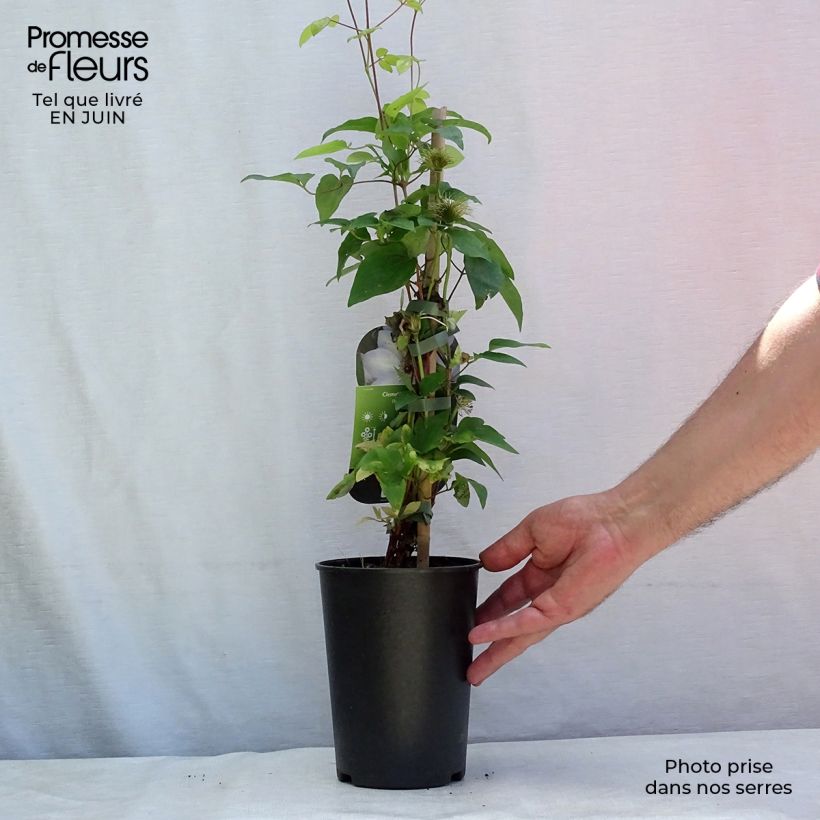 Exemplaar van Clematis Ivan Olsson - Bosrank Pot van 2 l/3 l zoals geleverd in de zomer