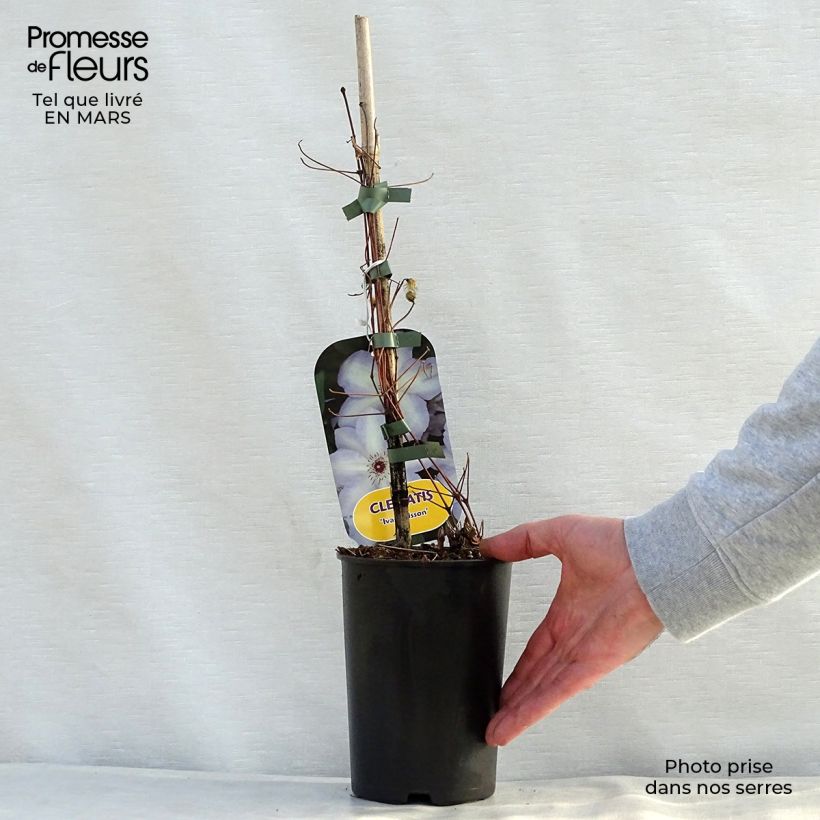 Exemplaar van Clematis Ivan Olsson - Bosrank Pot van 2 l/3 l zoals geleverd in de lente