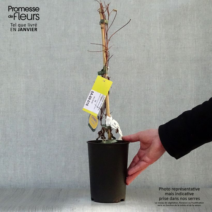 Example of Clématite - Clematis Ivan Olsson Pot van 2 l/3 l as you get in hiver