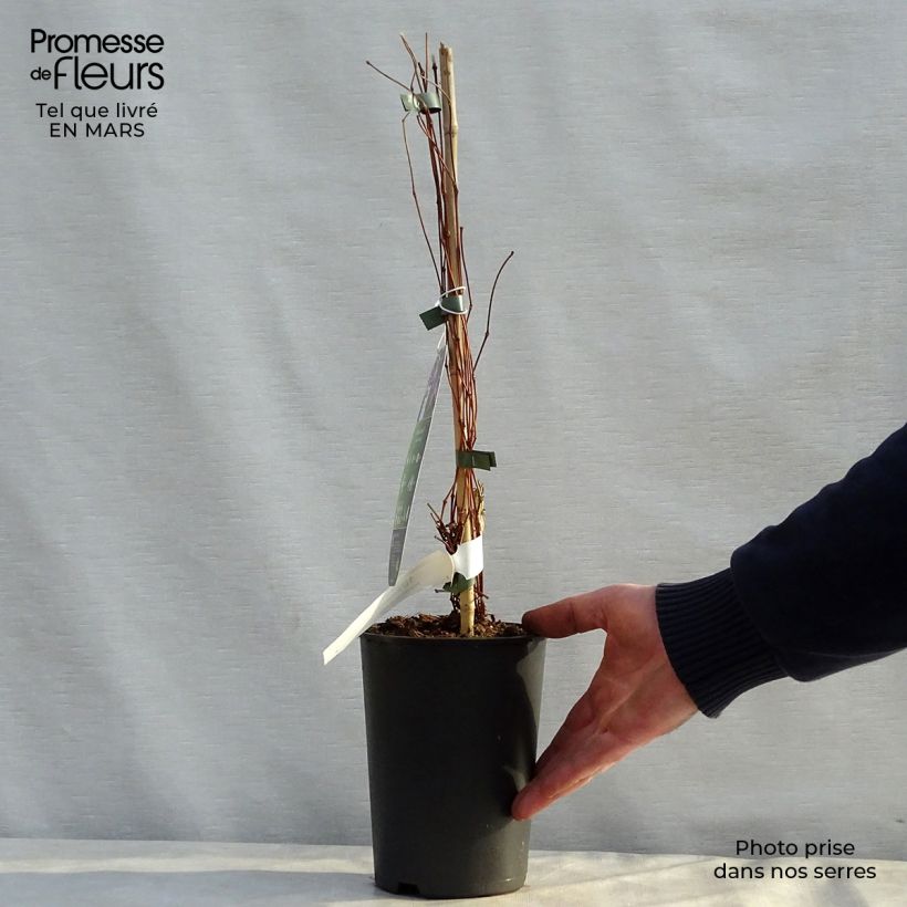 Exemplaar van Clematis diversifolia Jan Fopma - Kleinbloemige clematis Pot van 2 l/3 l zoals geleverd in de lente