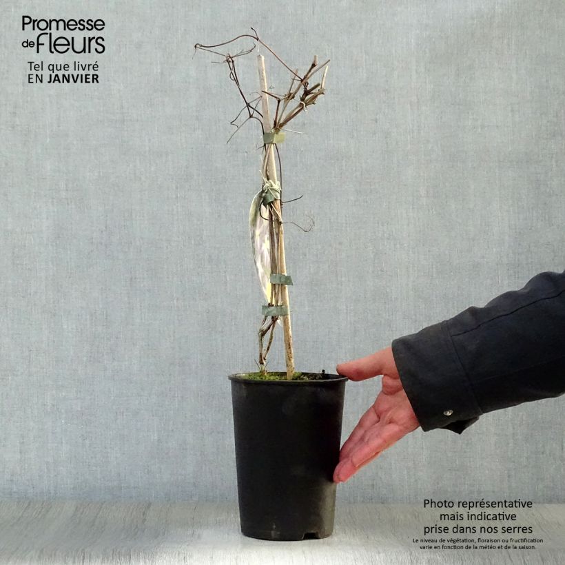 Example of Clématite - Clematis Jenny Pot van 2 l/3 l as you get in hiver