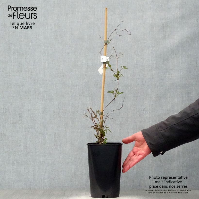 Exemplaar van Clematis patens Joséphine EviJohill - - Bosrank Pot van 2 l/3 l zoals geleverd in de lente