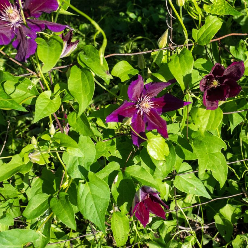 Clematis patens Julka - - Bosrank (Plant habit)