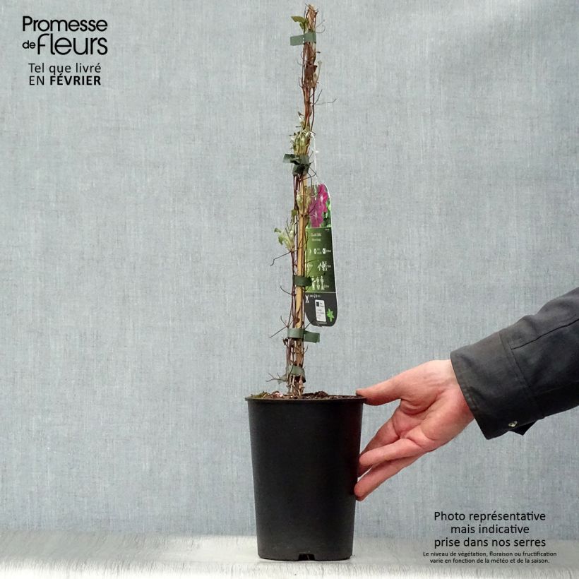 Example of Clématite - Clematis Julka Pot van 1,5 l/2 l as you get in hiver