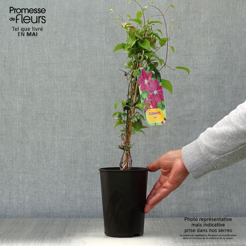 Exemplaar van Clematis patens Julka - - Bosrank Pot van 1,5 l/2 l zoals geleverd in de lente