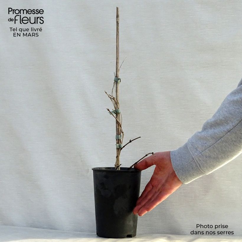 Exemplaar van Clematis diversifolia Juuli - Kleinbloemige clematis Pot van 2 l/3 l zoals geleverd in de lente