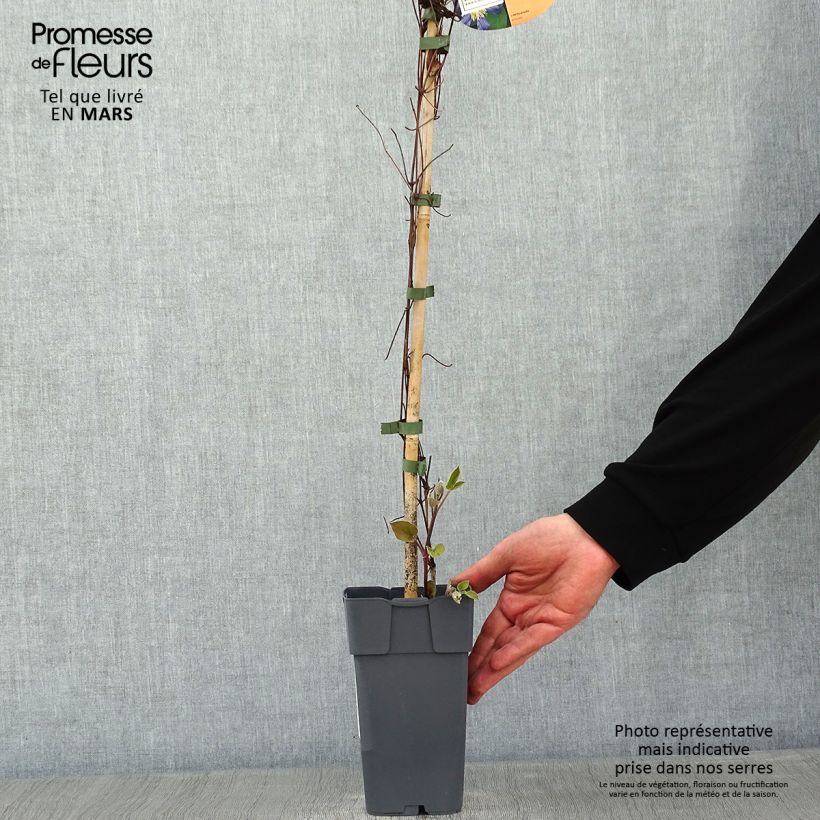Example of Clématite - Clematis Juuli Pot van 2 l/3 l as you get in hiver