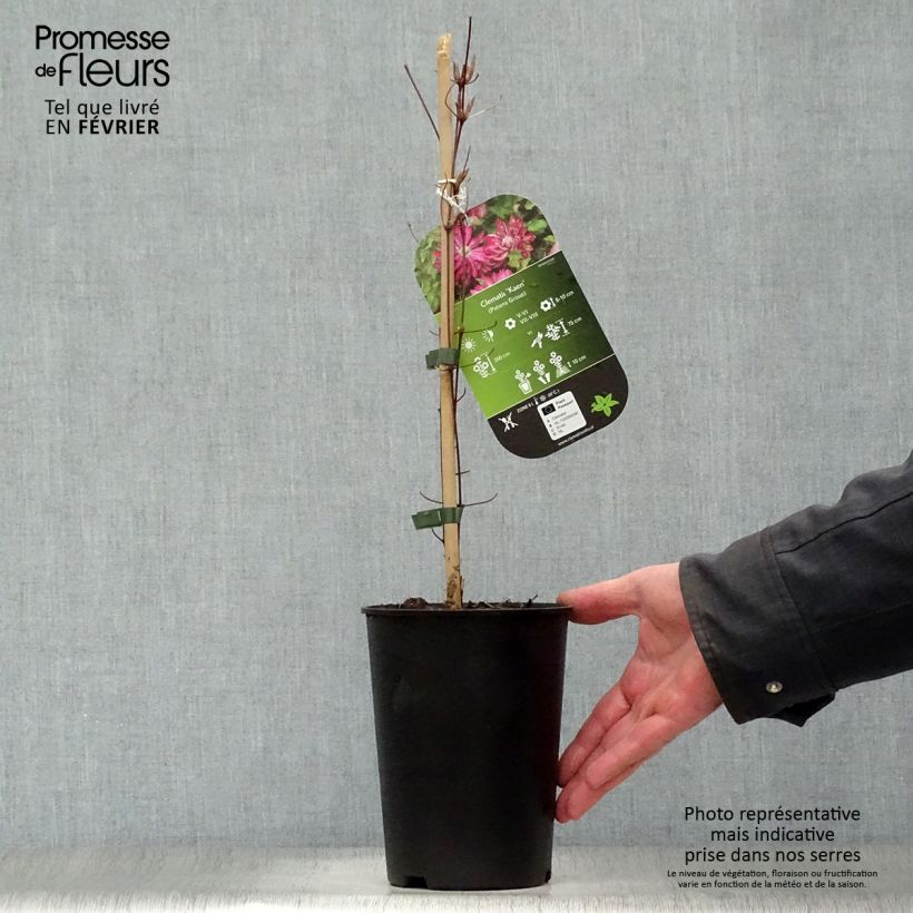 Example of Clématite - Clematis Kaen Pot van 2 l/3 l as you get in hiver