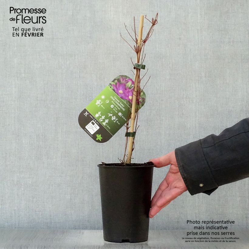 Example of Clématite - Clematis Kakio (Pink Champagne) Pot van 2 l/3 l as you get in hiver