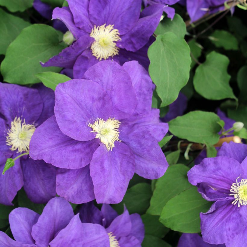 Clematis patens Kingfisher - Bosrank (Bloei)
