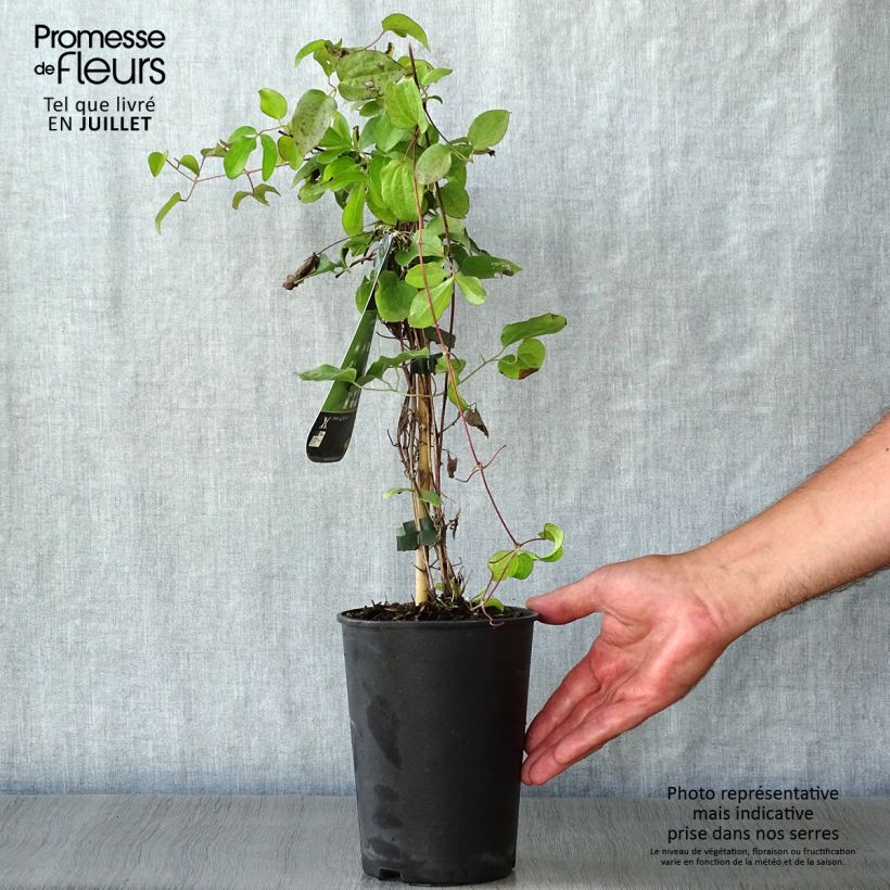 Exemplaar van Clematis patens Kiri Te Kanawa - Bosrank Pot van 2 l/3 l zoals geleverd in de zomer