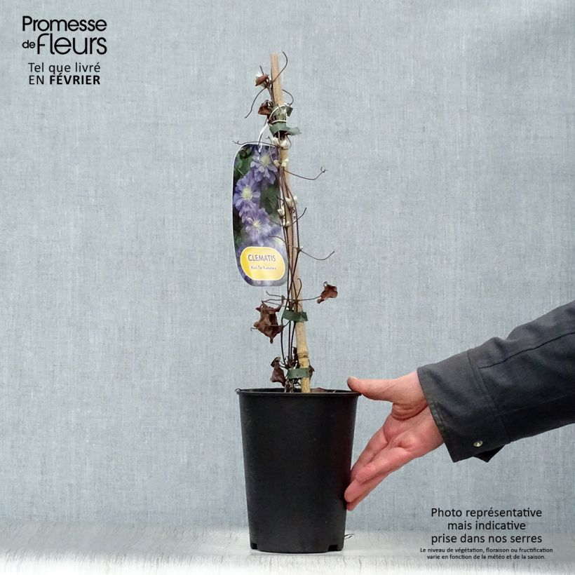 Example of Clematis patens Kiri Te Kanawa - Bosrank Pot van 2 l/3 l as you get in hiver