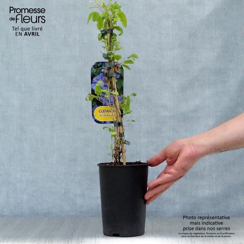 Exemplaar van Clematis patens Kiri Te Kanawa - Bosrank Pot van 2 l/3 l zoals geleverd in de lente
