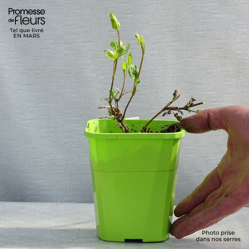 Example of Clématite - Clematis Kokonoe Pot van 1 l/1,5 l as you get in hiver