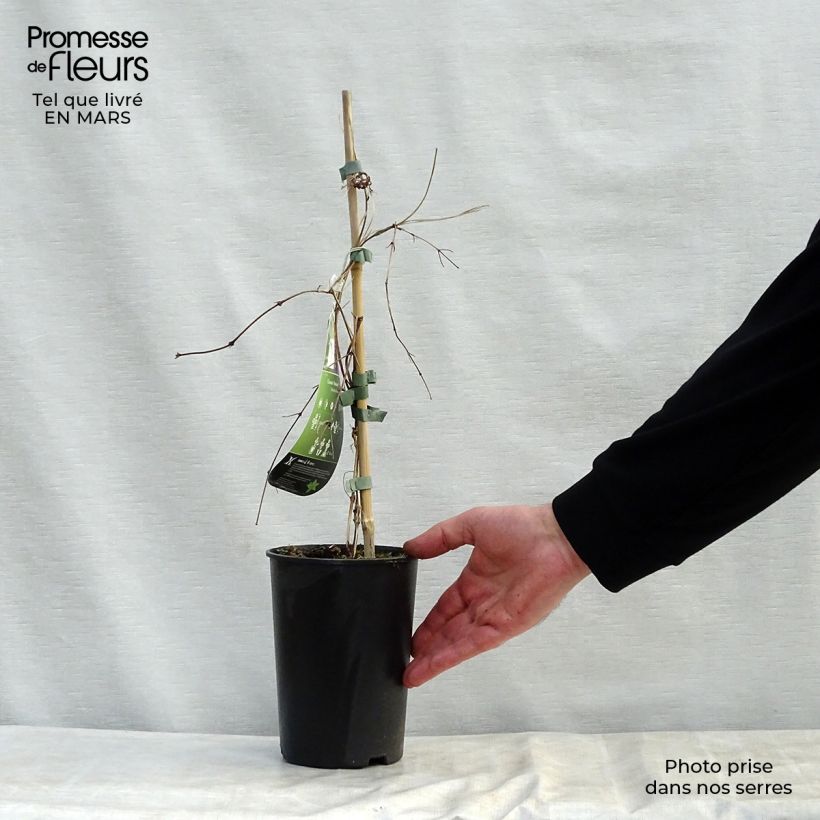 Exemplaar van Clematis Kokonoe - Grootbloemige clematis Pot van 2 l/3 l zoals geleverd in de lente