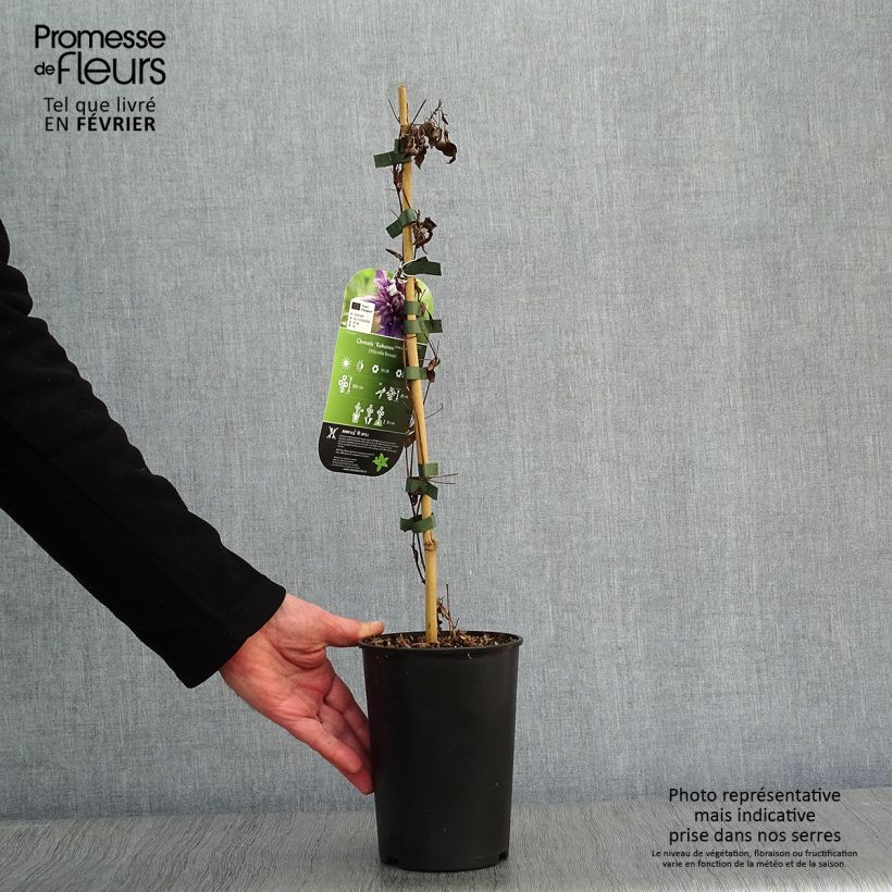 Example of Clématite - Clematis Kokonoe Pot van 2 l/3 l as you get in hiver