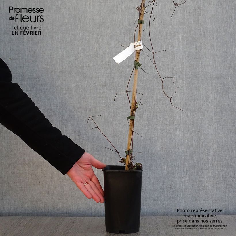 Example of Clématite - Clematis Lasurstern Pot van 1,5 l/2 l as you get in hiver