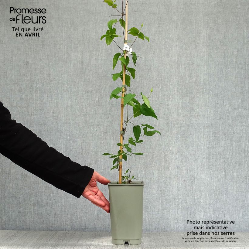 Exemplaar van Clematis Lavallée n°1 - Bosrank Pot van 2 l/3 l zoals geleverd in de lente