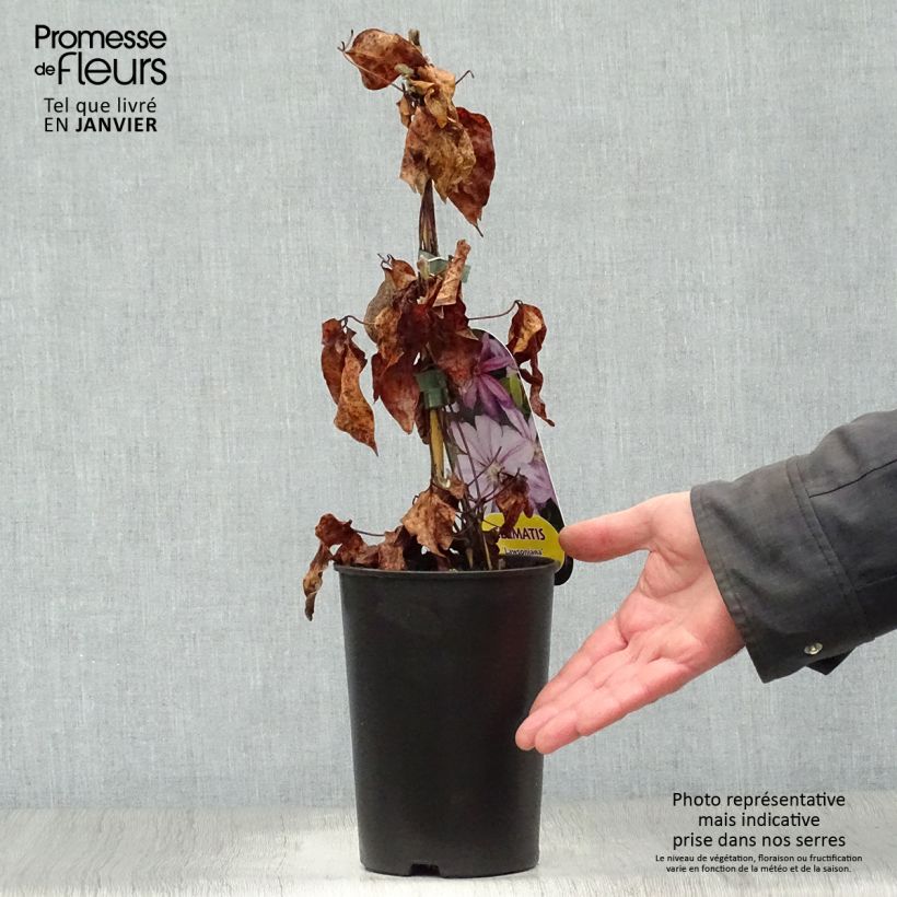 Example of Clematis Lawsoniana - Bosrank Pot van 1,5 l/2 l as you get in hiver