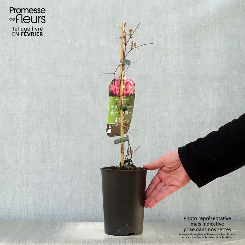 Example of Clematis patens Little Mermaid - Bosrank Pot van 2 l/3 l as you get in hiver