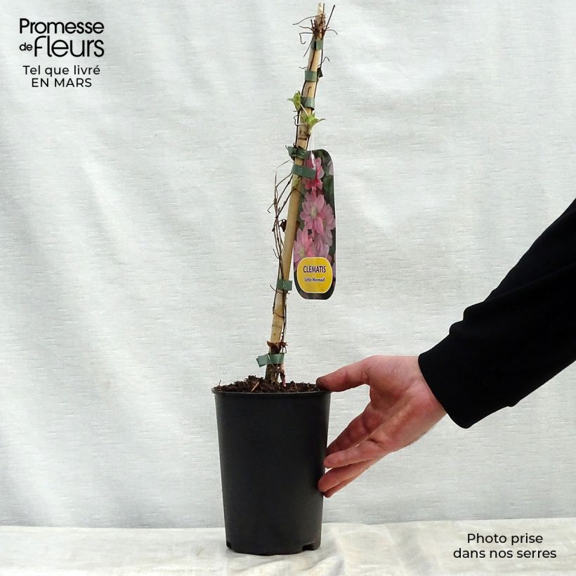 Exemplaar van Clematis patens Little Mermaid - Bosrank Pot van 2 l/3 l zoals geleverd in de lente