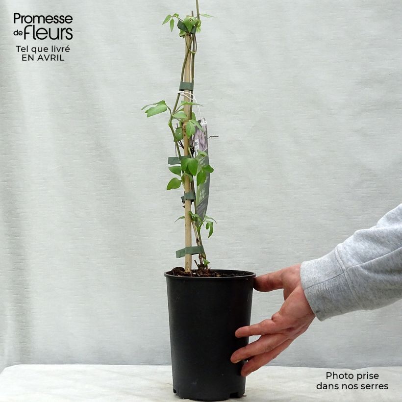 Exemplaar van Clematis jackmanii Lucky Charm - Bosrank Pot van 2 l/3 l zoals geleverd in de lente