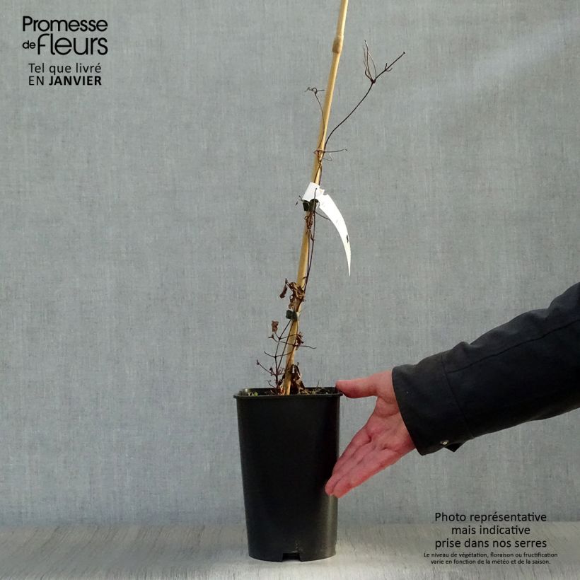 Example of Clématite  - Clematis Madame Edouard André Pot van 2 l/3 l as you get in hiver