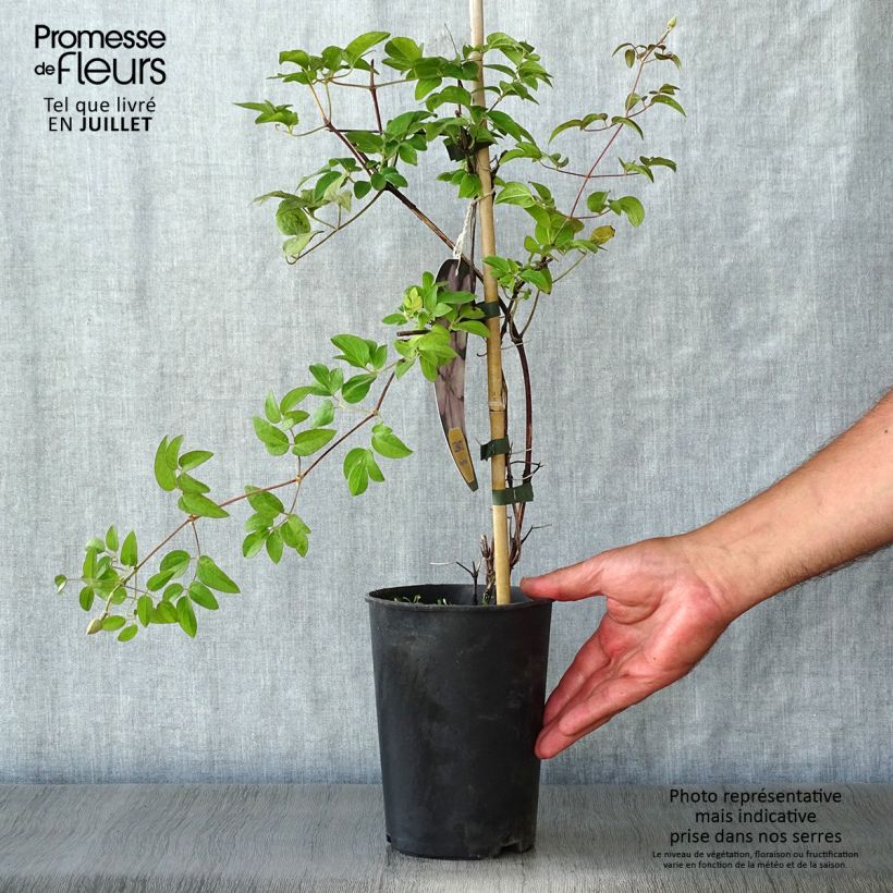 Exemplaar van Clematis patens Margaret Hunt- Bosrank Pot van 1,5 l/2 l zoals geleverd in de zomer