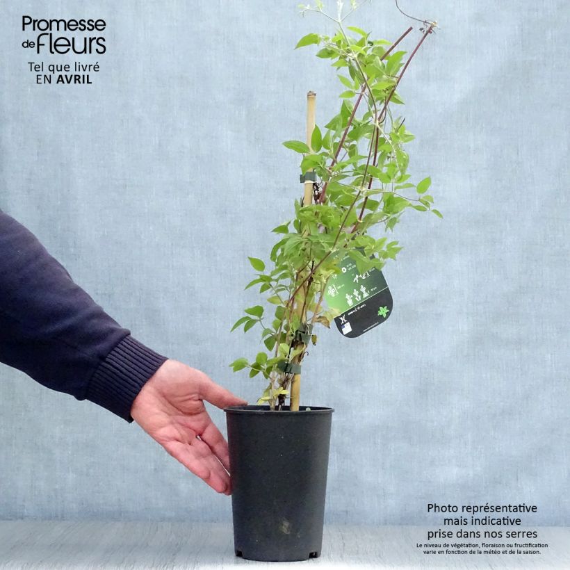 Exemplaar van Clematis patens Margaret Hunt- Bosrank Pot van 1,5 l/2 l zoals geleverd in de lente