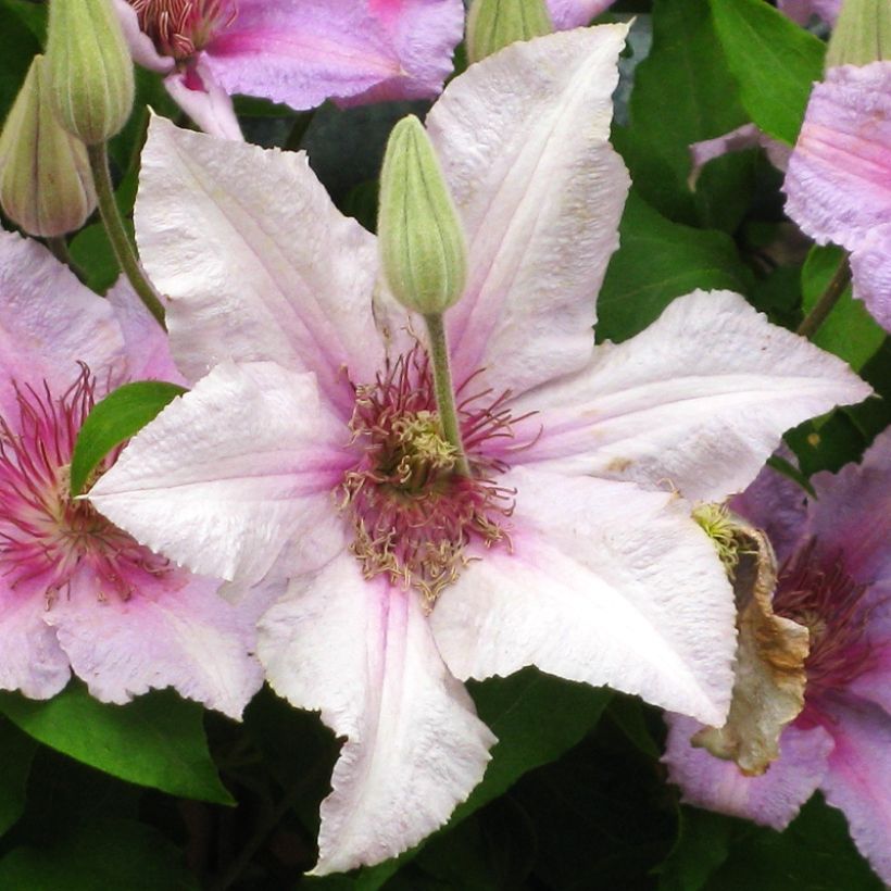 Clematis patens Marmori - Bosrank (Flowering)