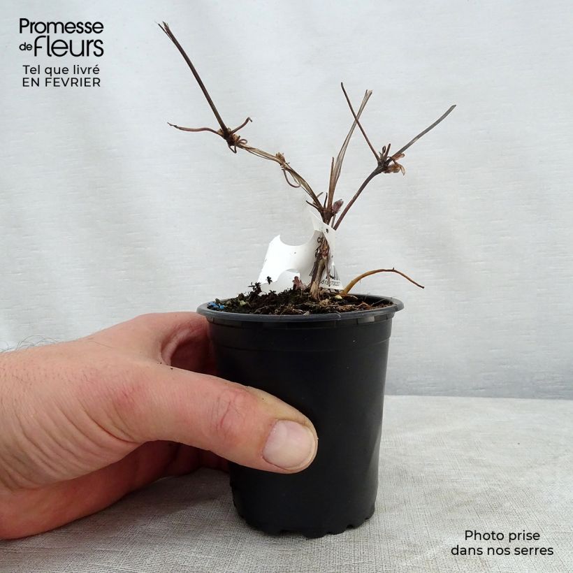 Example of Clematis Miss Bateman - Grootbloemige bosrank Kweekpotje van 8/9 cm as you get in hiver