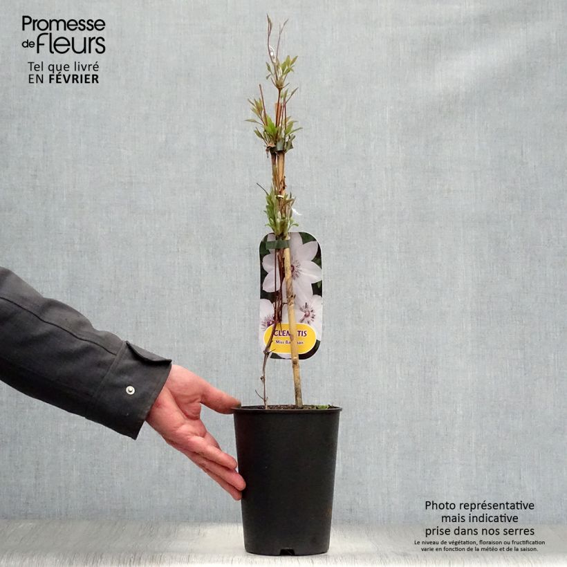 Example of Clematis Miss Bateman - Grootbloemige bosrank Pot van 2 l/3 l as you get in hiver