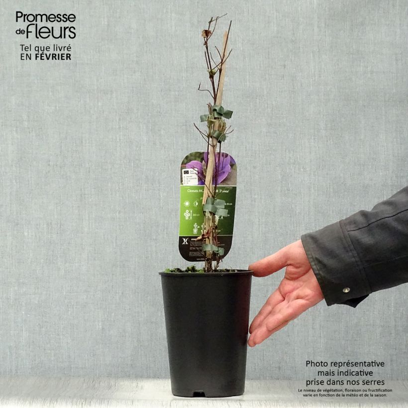 Example of Clématite - Clematis Mon Amour Pot van 2 l/3 l as you get in hiver