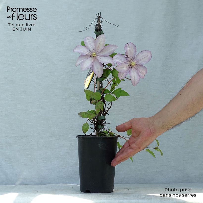 Exemplaar van Clematis patens Morning Star - Bosrank Pot van 2 l/3 l zoals geleverd in de zomer