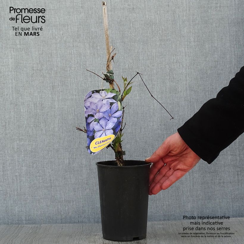 Example of Clématite - Clematis Mrs Cholmondeley Pot van 1,5 l/2 l as you get in hiver