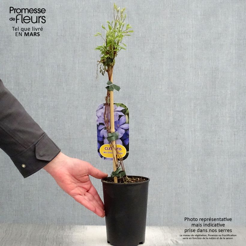 Exemplaar van Clematis Mrs Cholmondeley - Grootbloemige clematis Pot van 1,5 l/2 l zoals geleverd in de lente