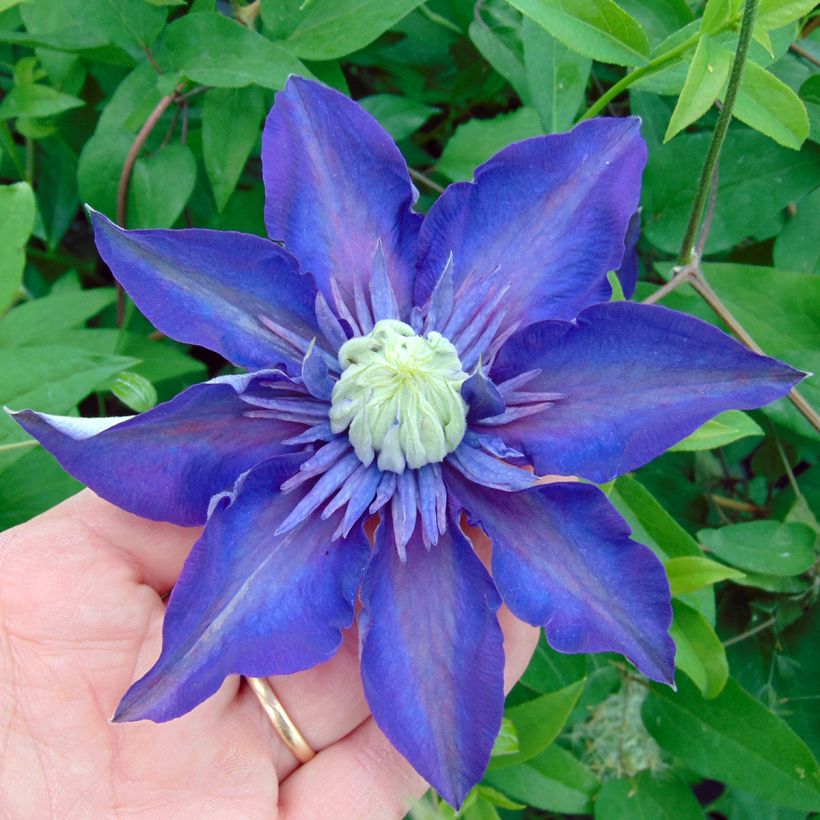 Clematis patens Multi Blue - Bosrank (Flowering)