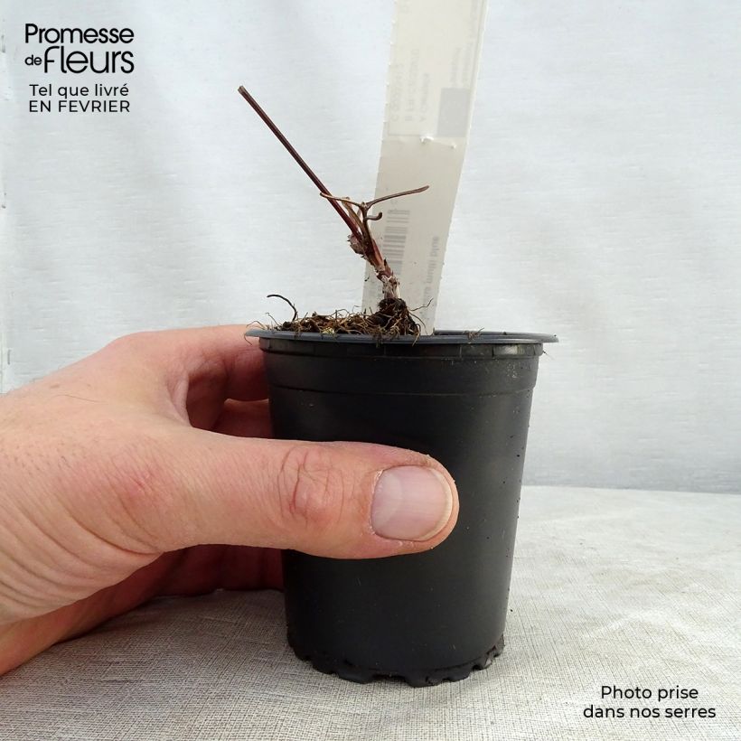 Example of Clematis patens Multi Blue - Bosrank Kweekpotje van 8/9 cm as you get in hiver