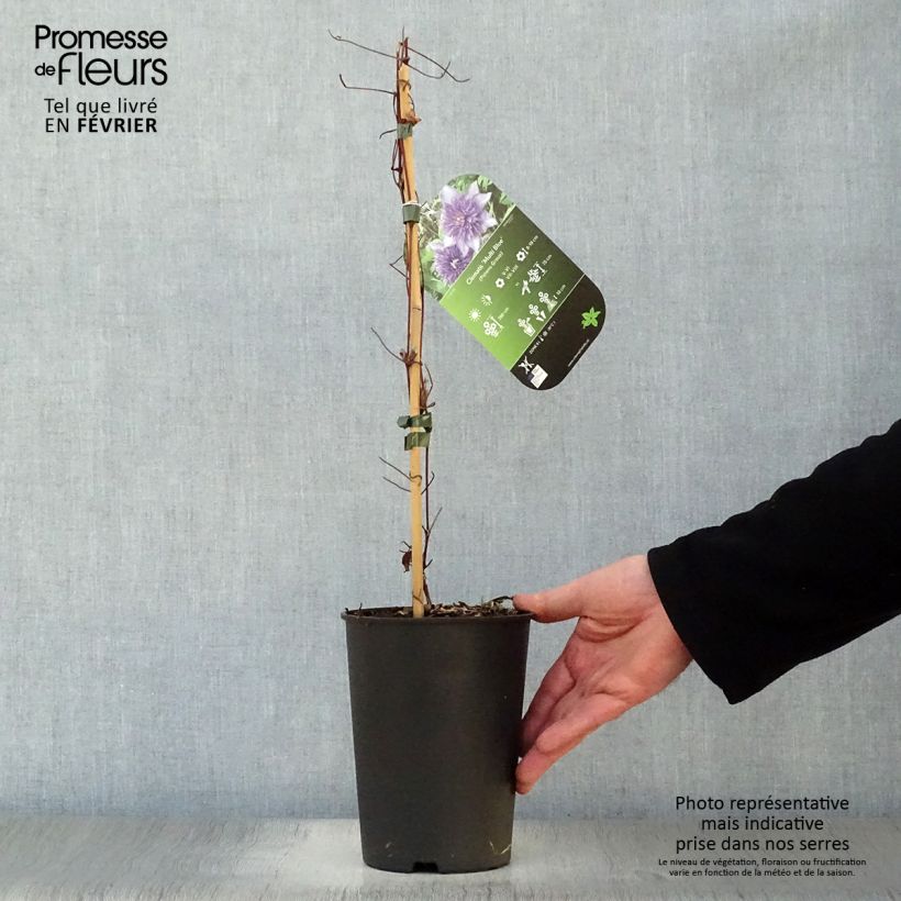 Example of Clematis patens Multi Blue - Bosrank Pot van 2 l/3 l as you get in hiver
