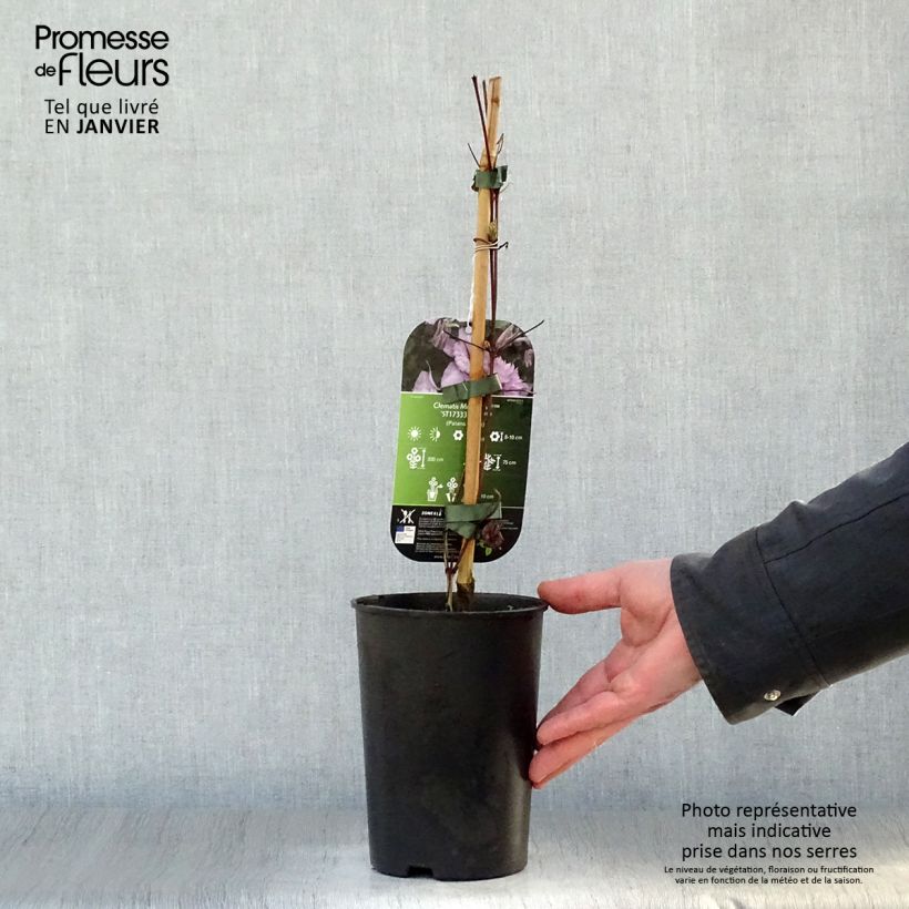 Example of Clématite - Clematis Multi Pink Pot van 2 l/3 l as you get in hiver