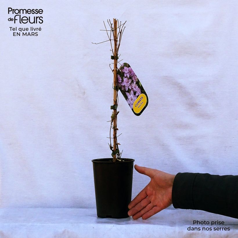 Exemplaar van Clematis Multi Pink - Grootbloemige clematis Pot van 2 l/3 l zoals geleverd in de lente