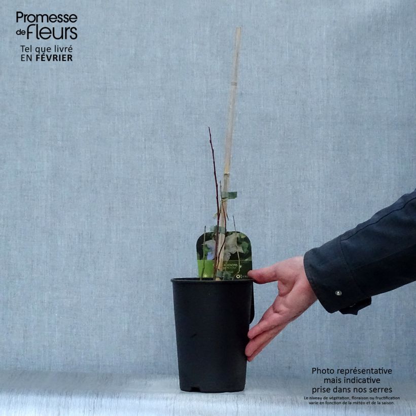 Example of Clématite -Clematis Myosotis Pot van 2 l/3 l as you get in hiver