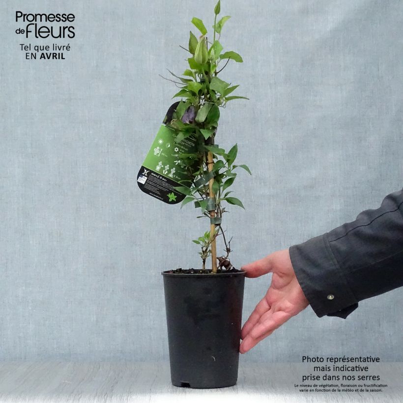 Exemplaar van Clematis patens Myosotis - Bosrank Pot van 2 l/3 l zoals geleverd in de lente