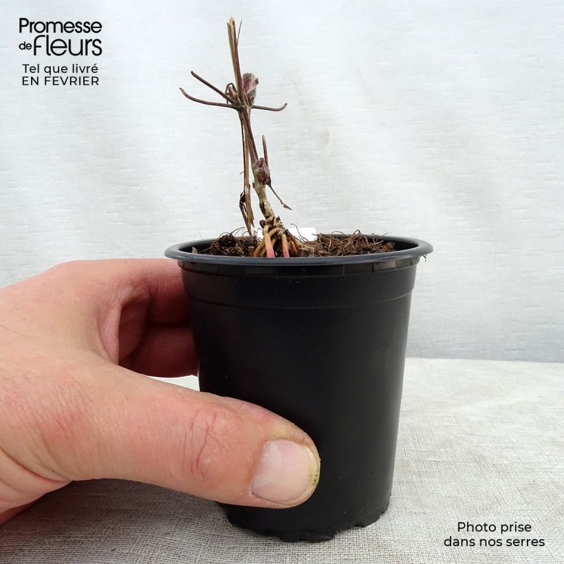 Example of Clématite - Clematis Nelly Moser Kweekpotje van 8/9 cm as you get in hiver