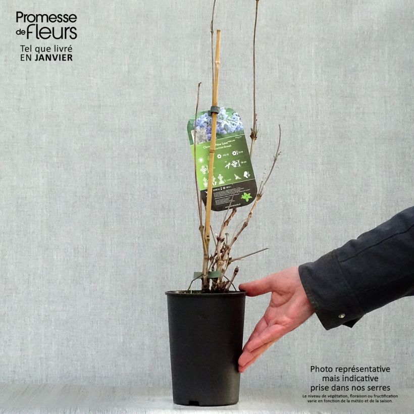 Example of Clematis New Love - Struikclematis Pot van 2 l/3 l as you get in hiver