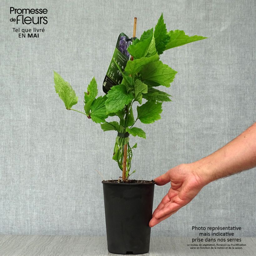 Exemplaar van Clematis New Love - Struikclematis Pot van 2 l/3 l zoals geleverd in de lente