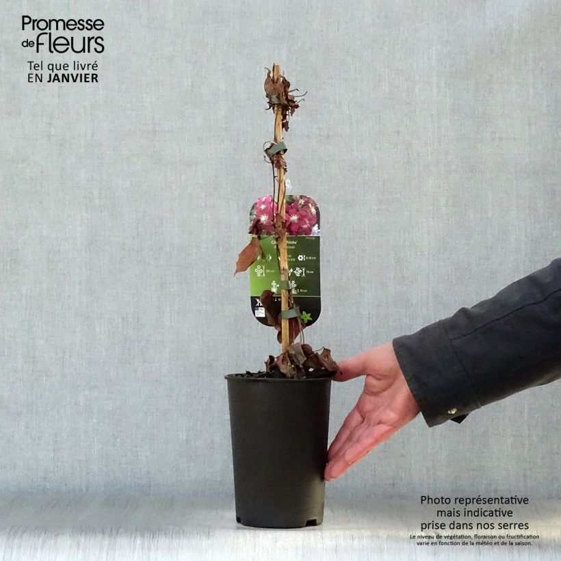 Example of Clématite - Clematis Niobe Pot van 2 l/3 l as you get in hiver