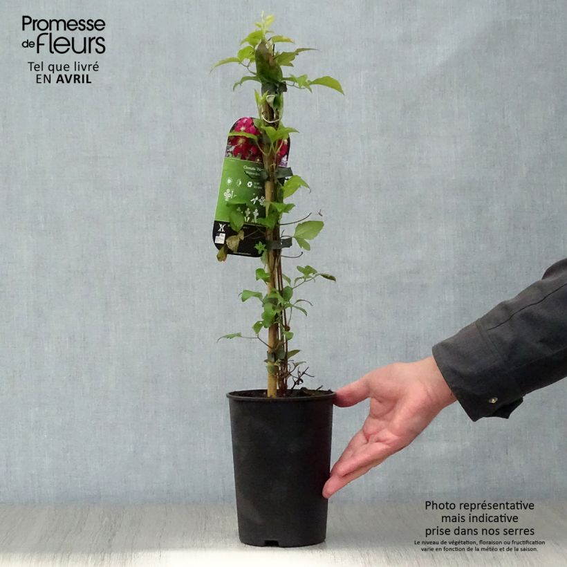 Exemplaar van Clematis Niobe - Grootbloemige clematis Pot van 2 l/3 l zoals geleverd in de lente