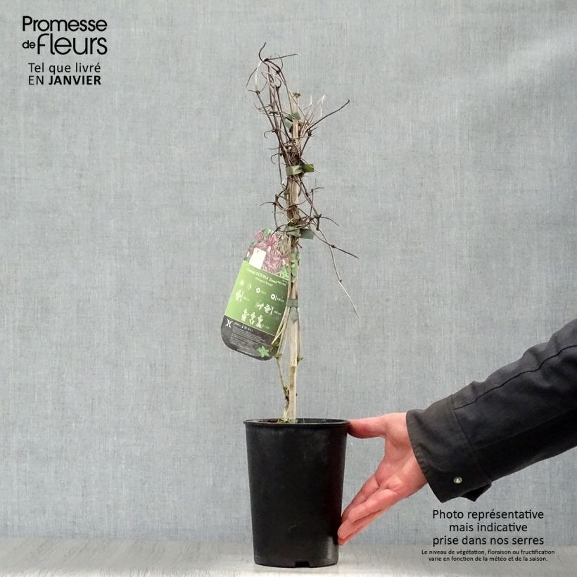 Example of Clématite - Clematis Octopus Pot van 2 l/3 l as you get in hiver